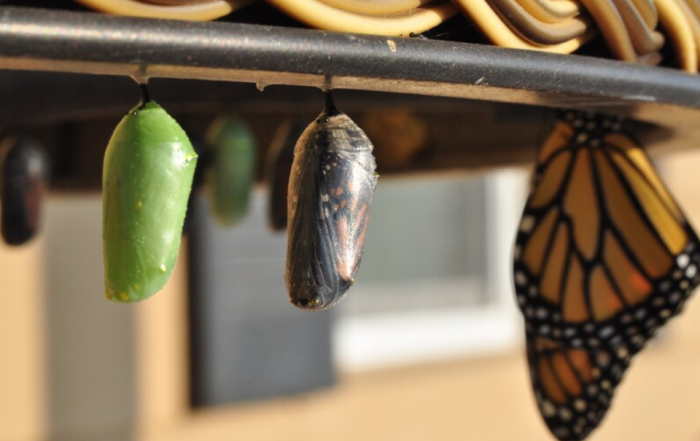 The three stages of butterfly growth shown by a new chrysalis, another through which you can see the wings forming, and a fully emerged butterfly all hanging in a row.