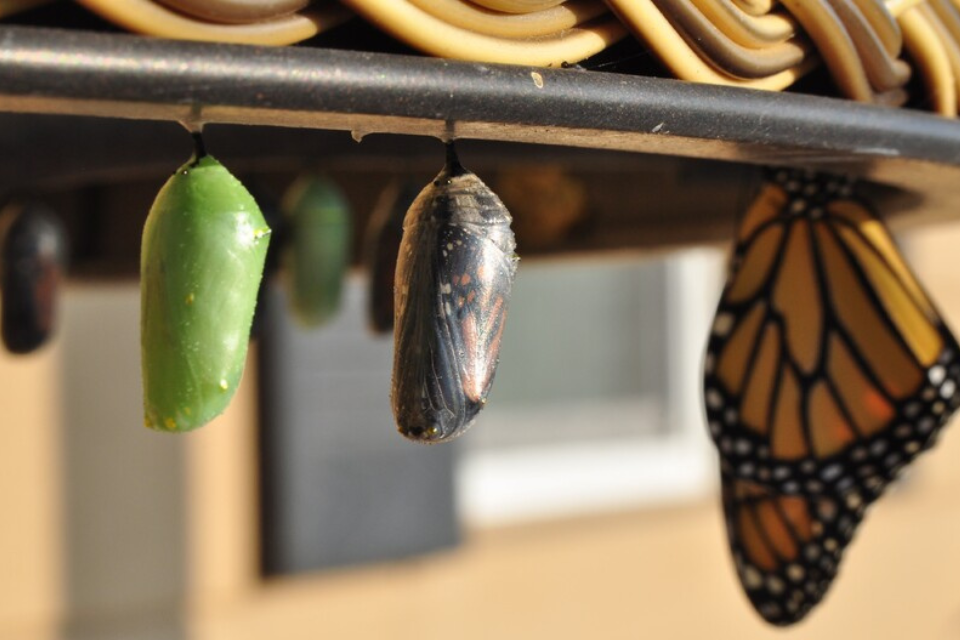 The three stages of butterfly growth shown by a new chrysalis, another through which you can see the wings forming, and a fully emerged butterfly all hanging in a row.